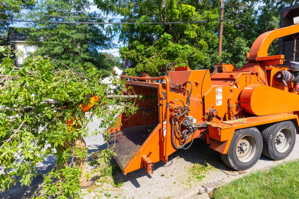 Best Local Tree Services  in USA